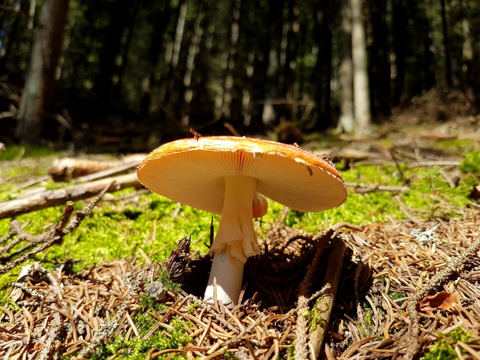 Nature autumn forest