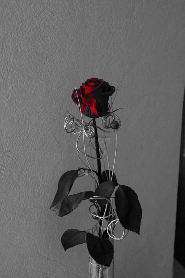 Love romance petals