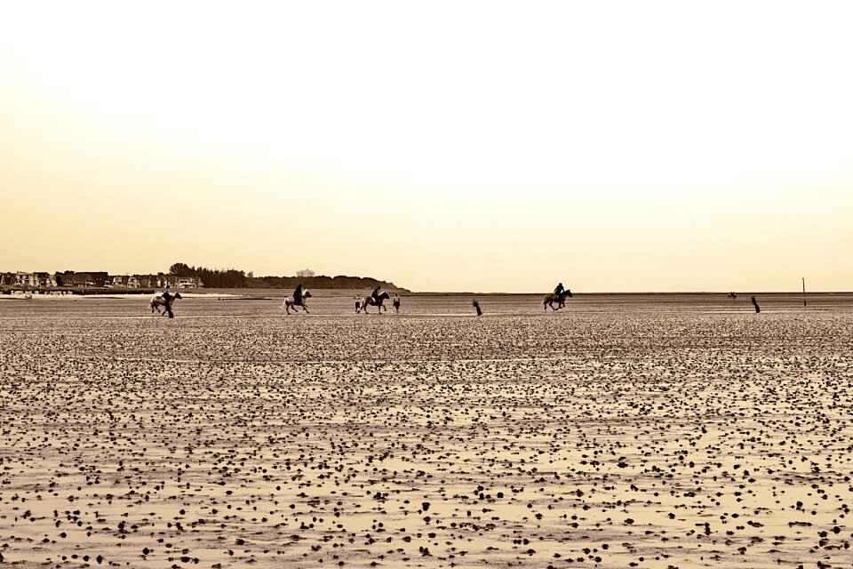 Nature wadden sea watts
