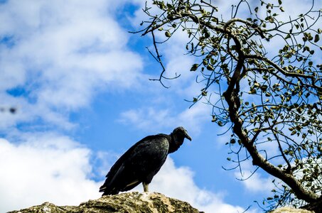 Vulture bird paige