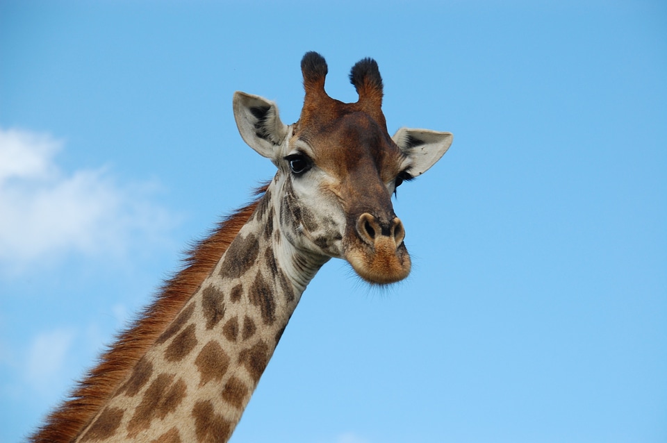 Nature wildlife animals