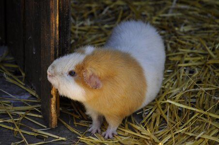 Cute adorable small