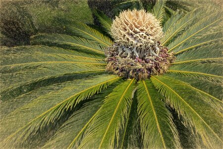 Plant yellow green