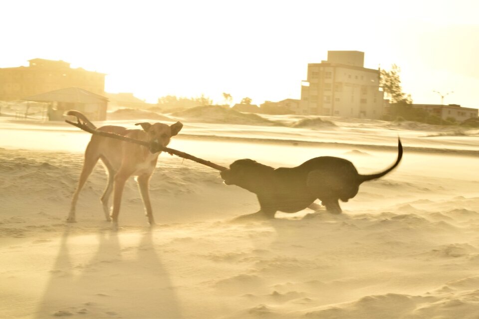 Joy beach dusk photo