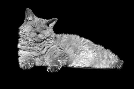Sheep cat sleepy domestic cat