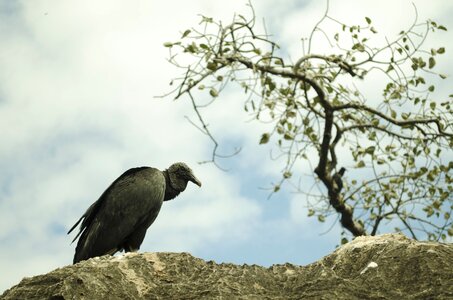 Vulture bird paige photo