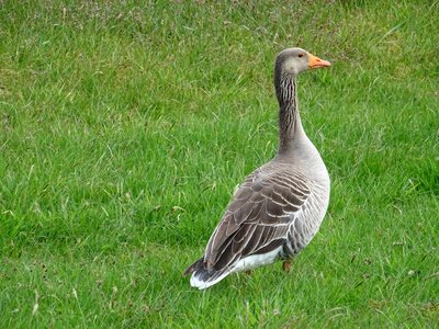 Goose geese wildfowl