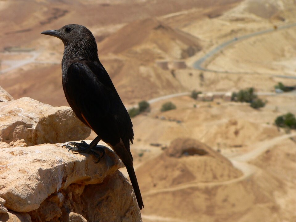Deadsea black panorama