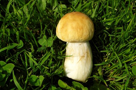 Boletus mushroom small