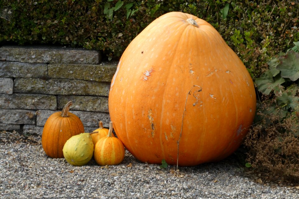 Decoration harvest orange