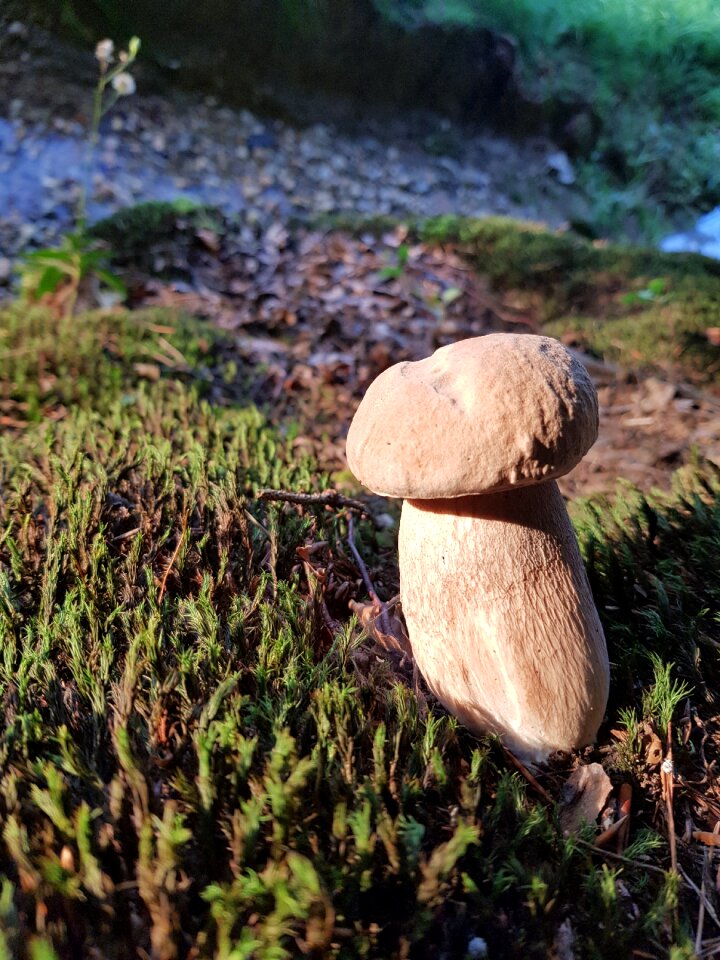 Woods moss