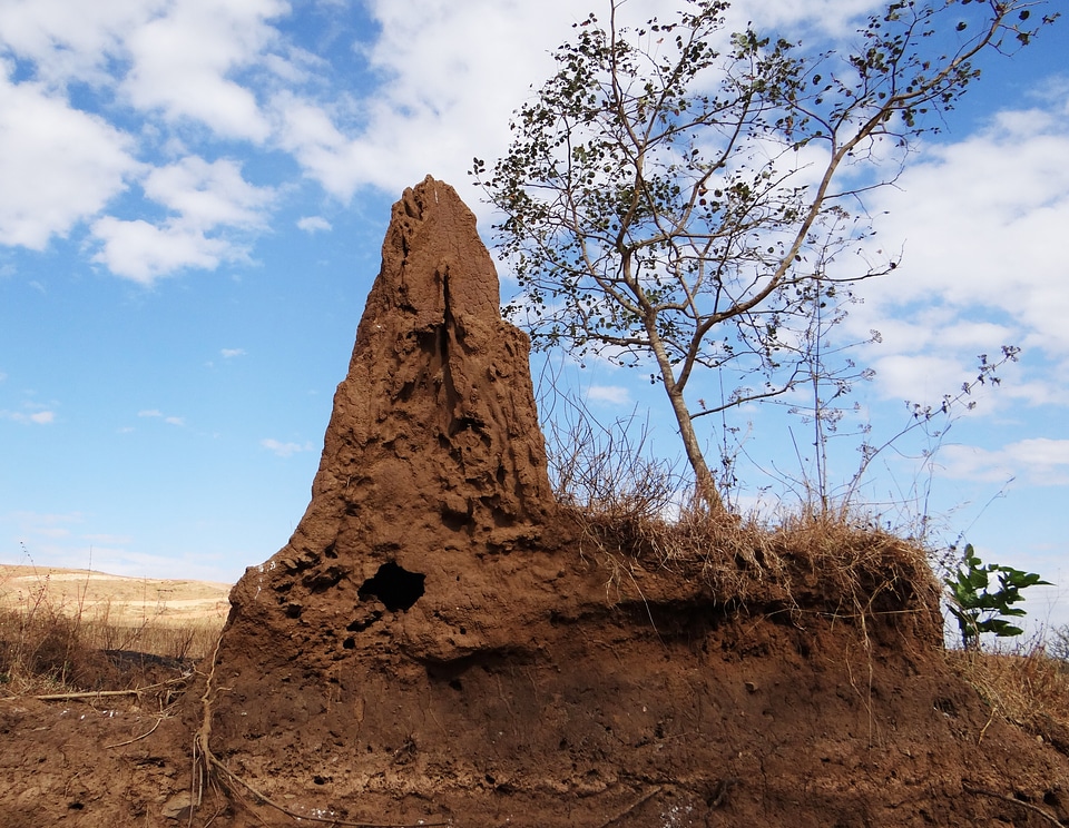 Termitarium termites' nest dharwad
