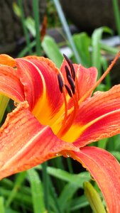 Blossom flower plant
