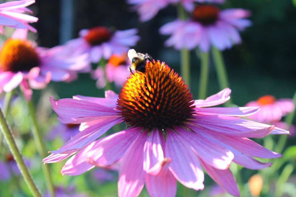 Nature pollination insect photo