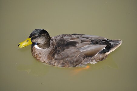 Plumage pen water photo