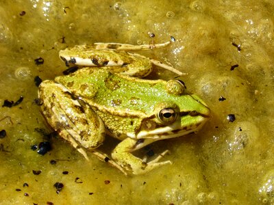 Pond algae batrachian photo