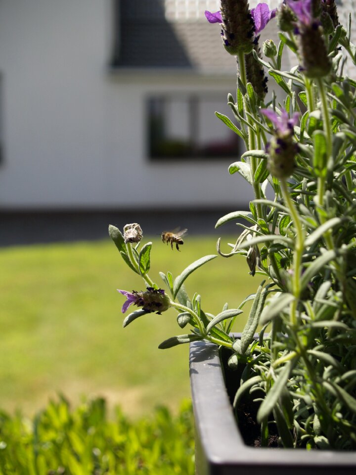 Bees in flight insect