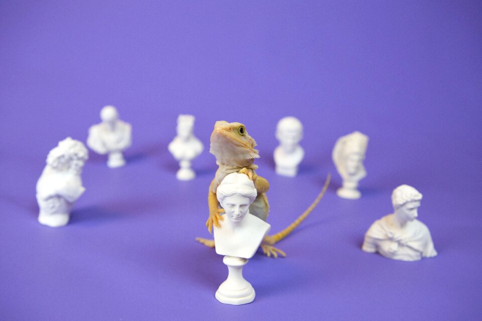 Art reptiles white