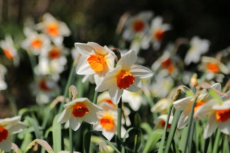 Spring springtime