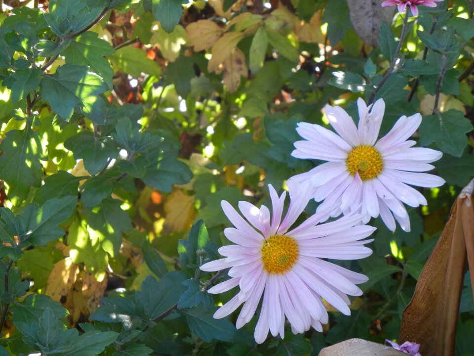 Flowering nature plant
