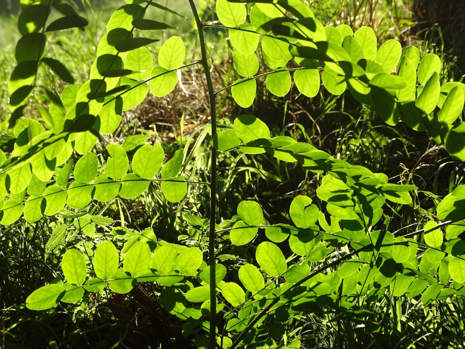 Foliage green branch
