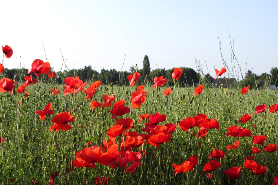 Summer klatschmohn bloom