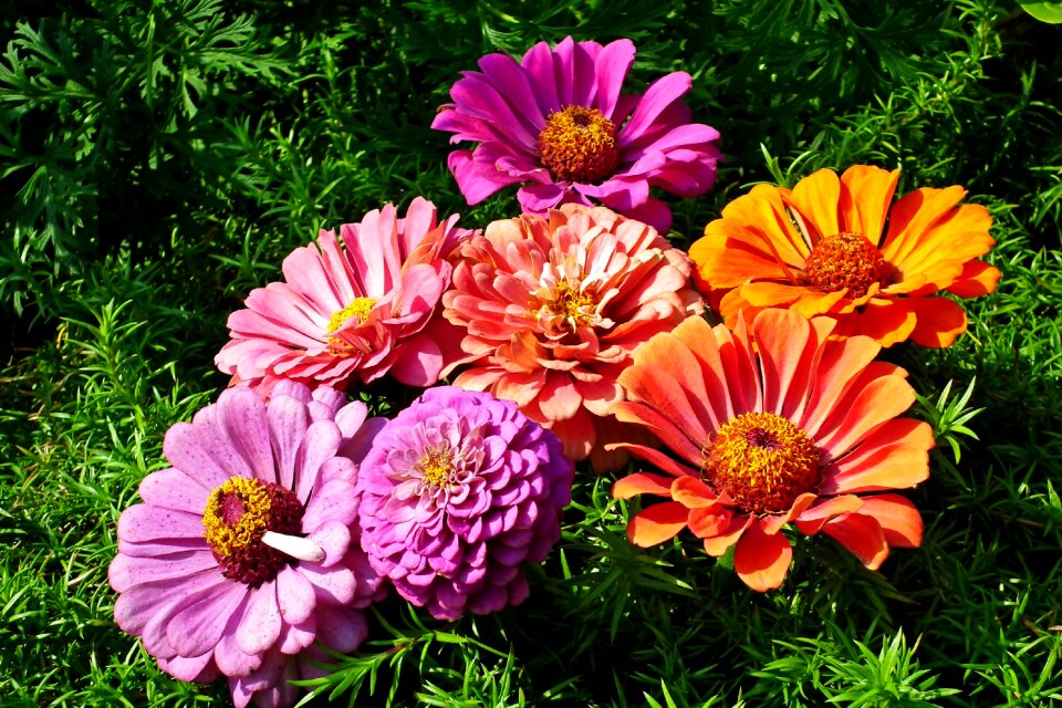 Nature garden colorful