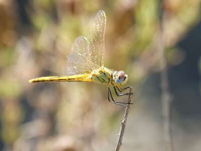 Detail winged insect cordulegaster boltonii photo