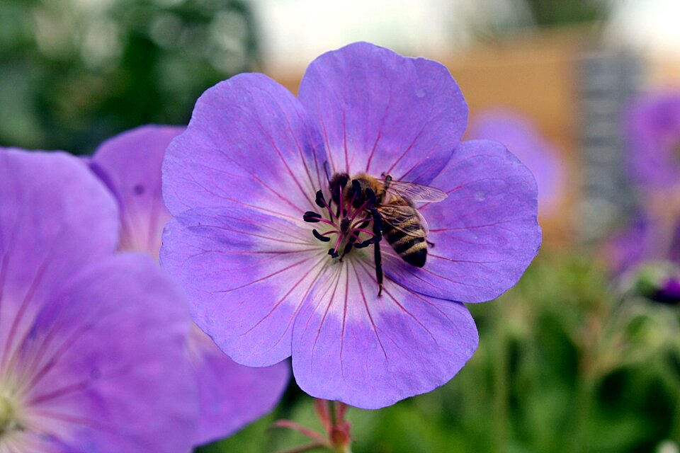 Bee sprinkle closeups photo