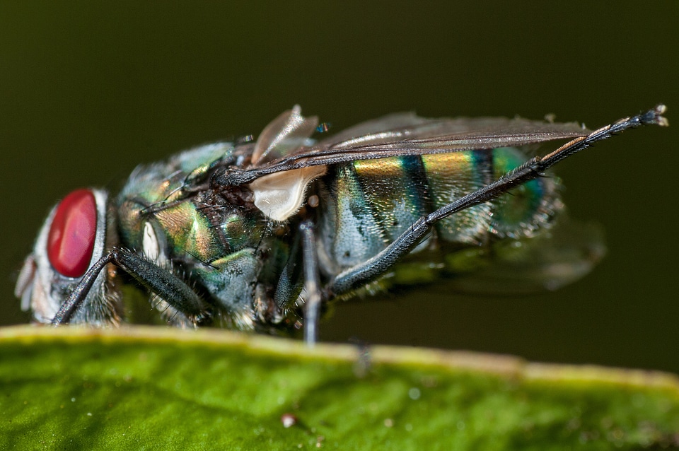 Details insect wing