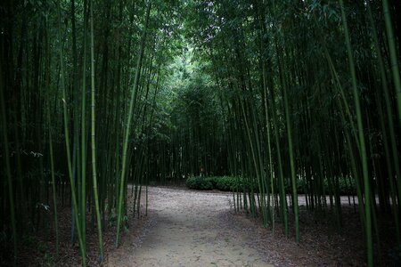 Plants nature wood