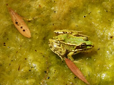 Pond algae batrachian photo