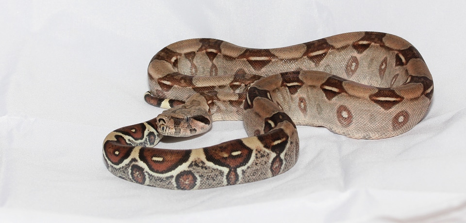 Snake boa constrictor imperator lurking