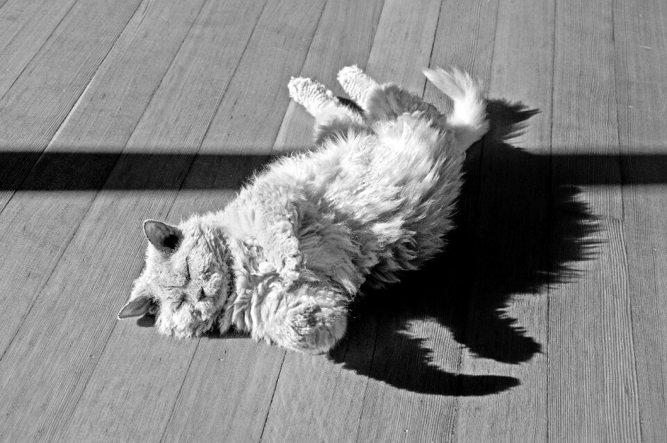 Roll sun selkirk rex