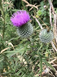 Prickly garden nature