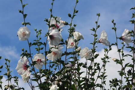 Rose of sharon tall blossom photo