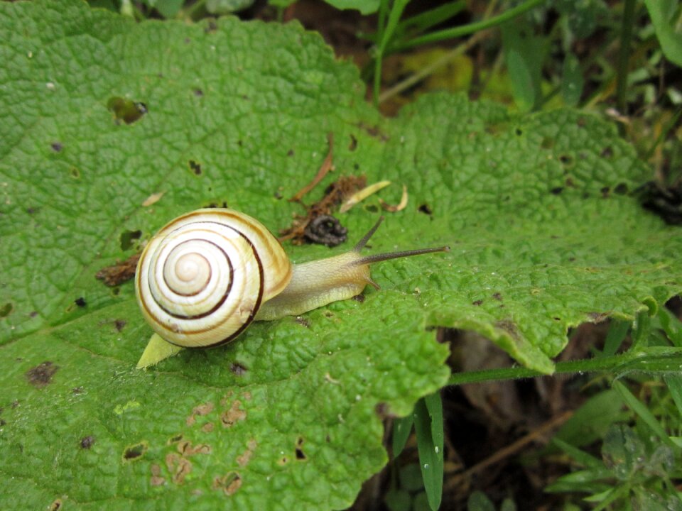 Green nature animal