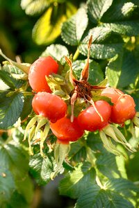 Nature autumn red photo