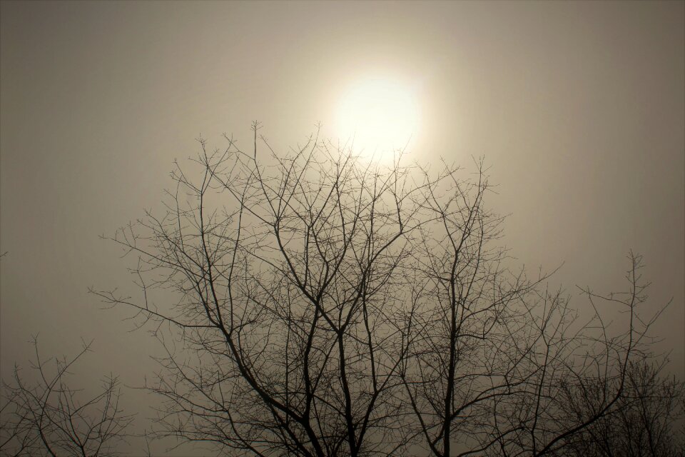 Haze trees morning