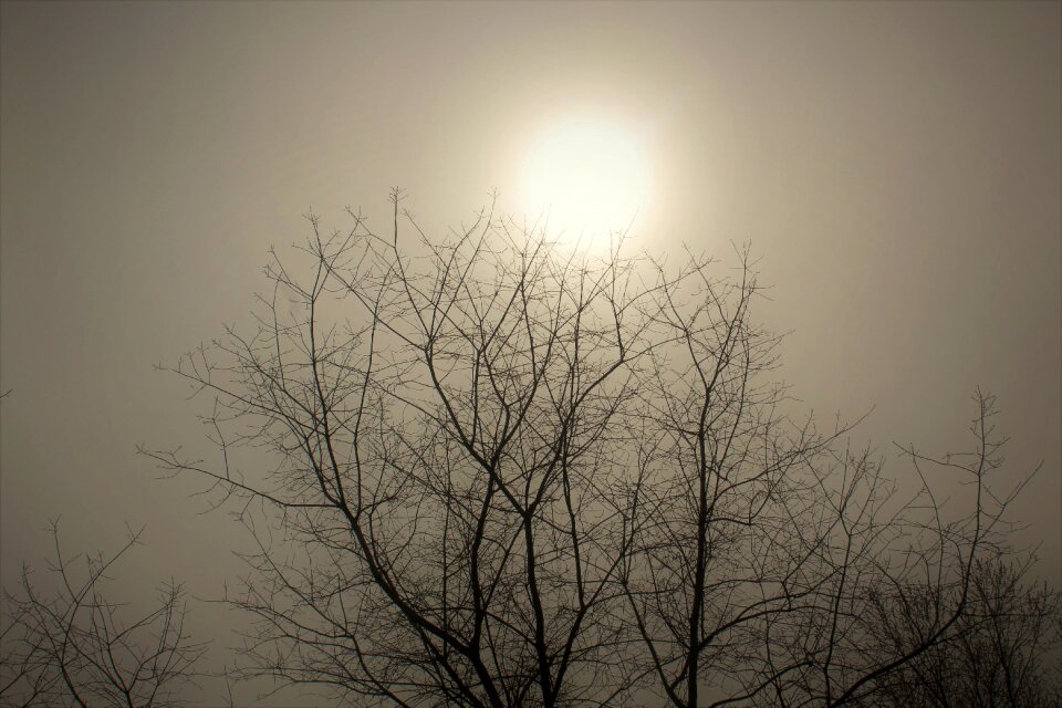 Haze trees morning photo