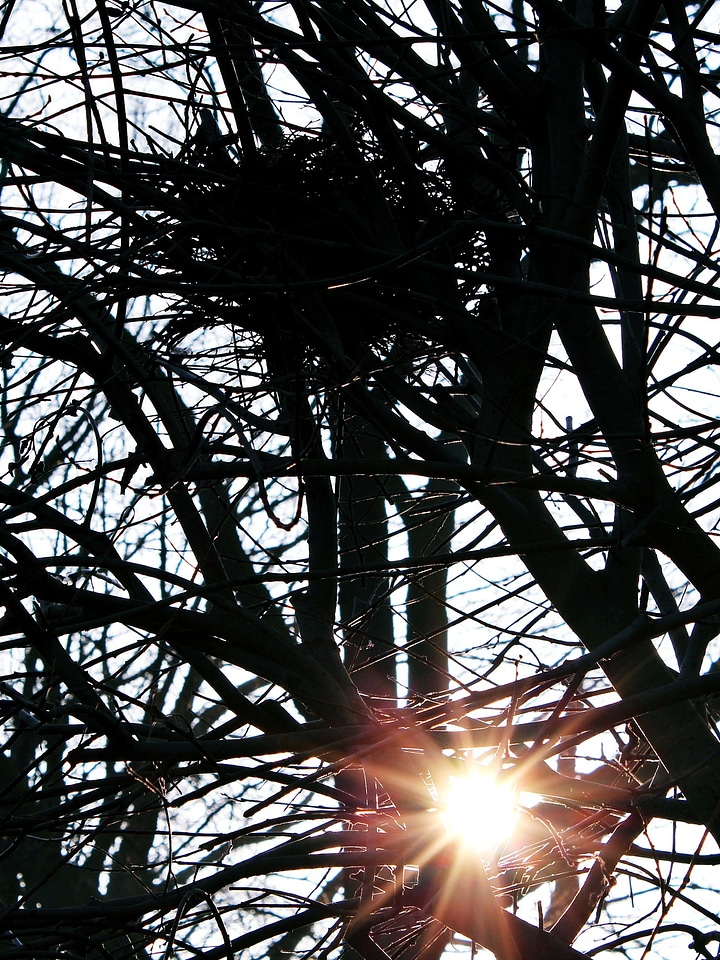 Winter sun nature romance