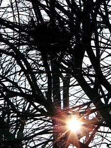 Winter sun nature romance