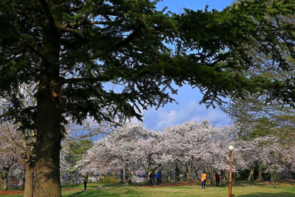 Racing cherry flowers park