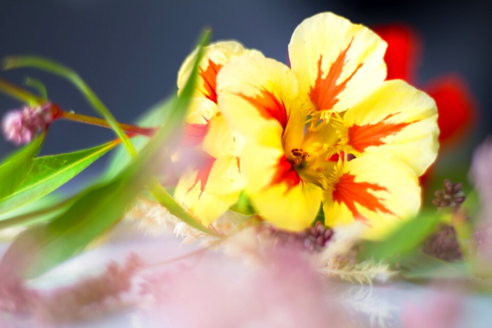 Close up blossom bloom