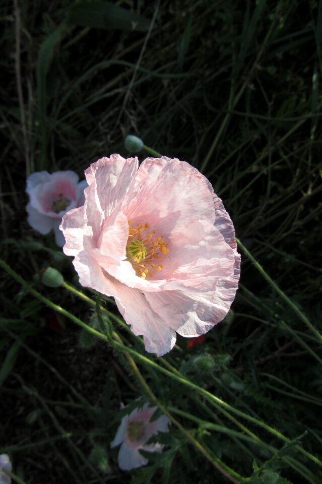 Close up blossom bloom