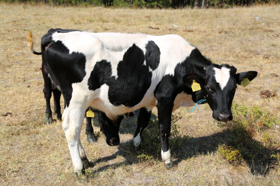Animal agriculture grassland