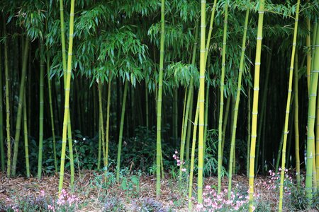 Green wood garden