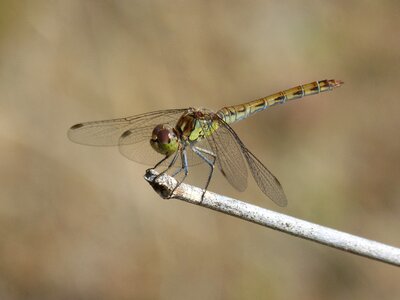 Winged insect cordulegaster boltonii branch photo