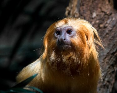 Wildlife face