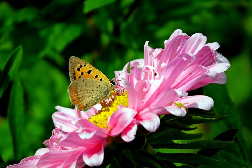 Zinnia nature wings